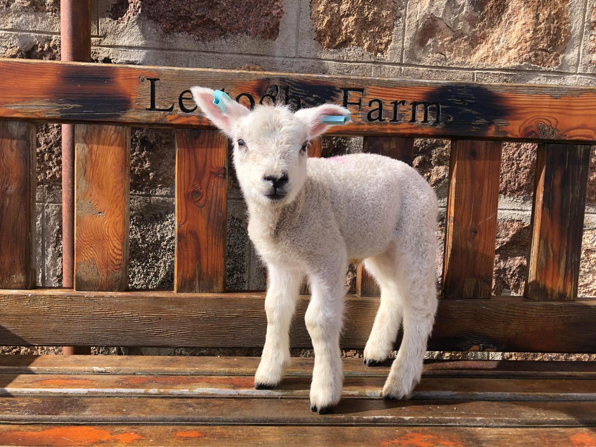 مبيت وإفطار دوفتاون Lettoch Farm المظهر الخارجي الصورة